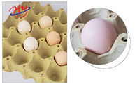 Waste Recycle Paper Egg Tray Making Machine 1500pcs/H